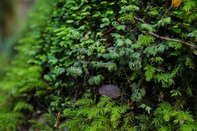 Cabanas Bosque Milenario Coñaripe Екстериор снимка